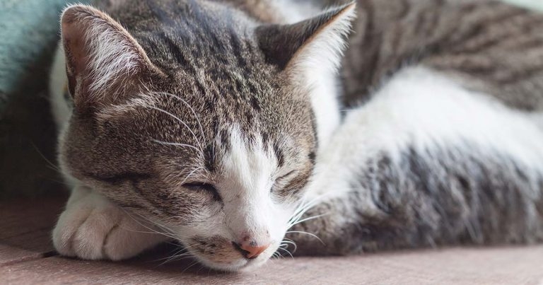 Geriatric cats – care and management of older felids