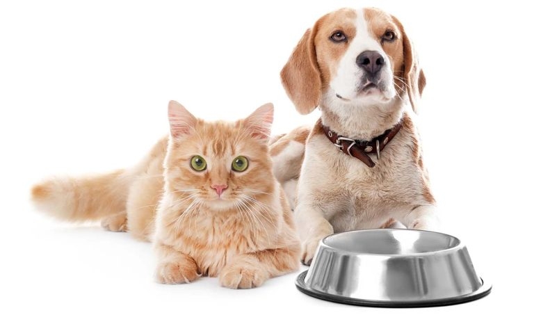 Renal disease in small animals – benefits of early diagnosis