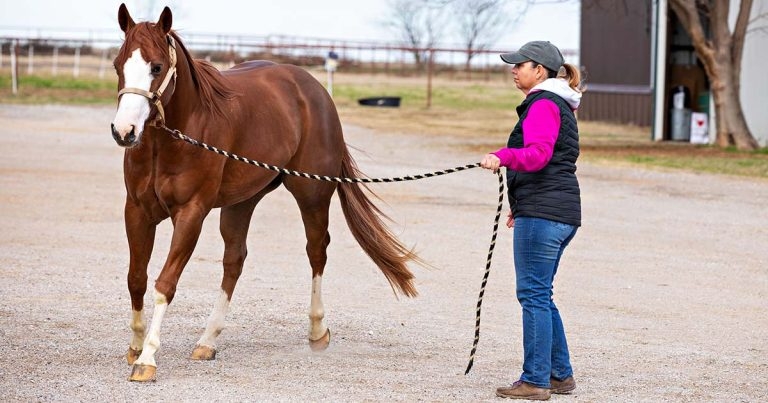 Lameness: update on preventing, treating and managing conditions