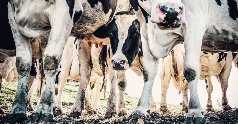 New cattle lameness training programme unveiled