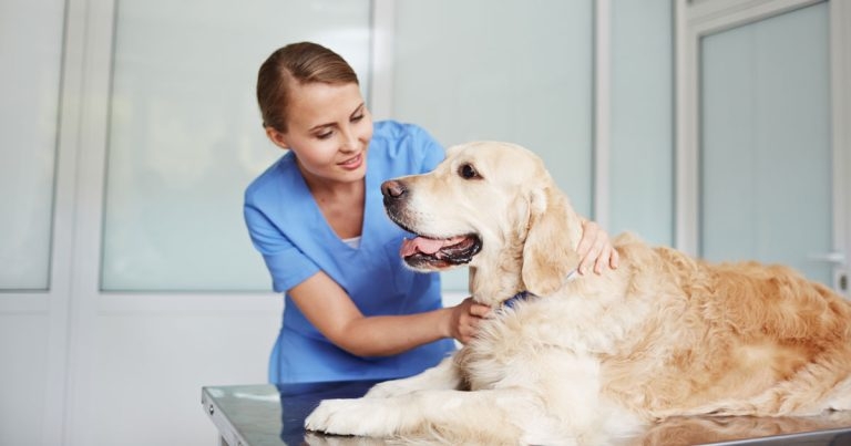 ‘Pioneering’ career pathways plan backed by RCVS council