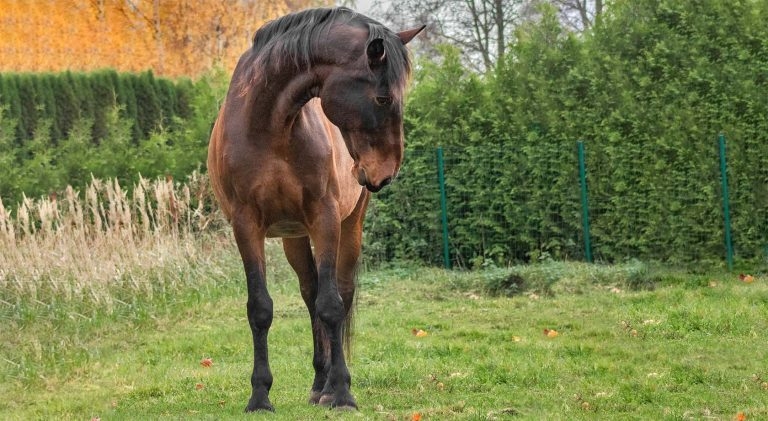 Endocrinopathic laminitis – causes and management