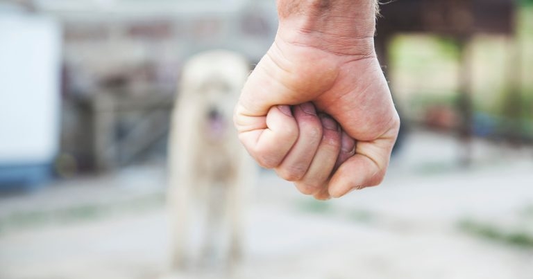 Dogs Trust hails new pet guidance on domestic abuse