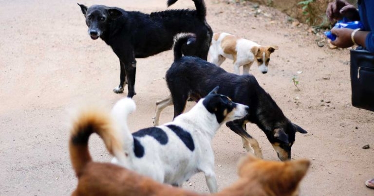 Pet Blood Bank UK responds to disturbing Spanish blood bank news