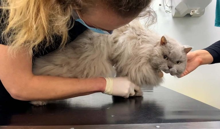 The feline neurological examination – in video