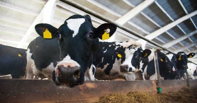 Farm vets delegation demands urgent action over milk prices