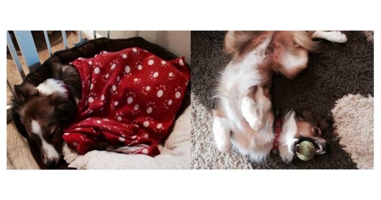 Hypocobalaminaemia in cats and dogs: a case study