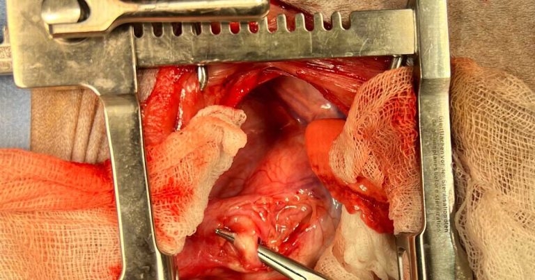 Persistent right aortic arch and regurgitation in weaning puppies