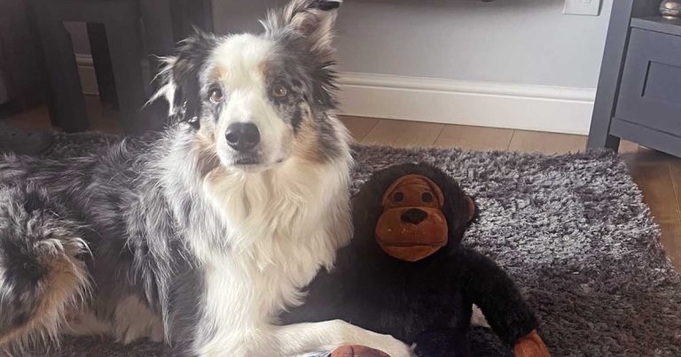 Incomplete pentalogy of Cantrell in a border collie