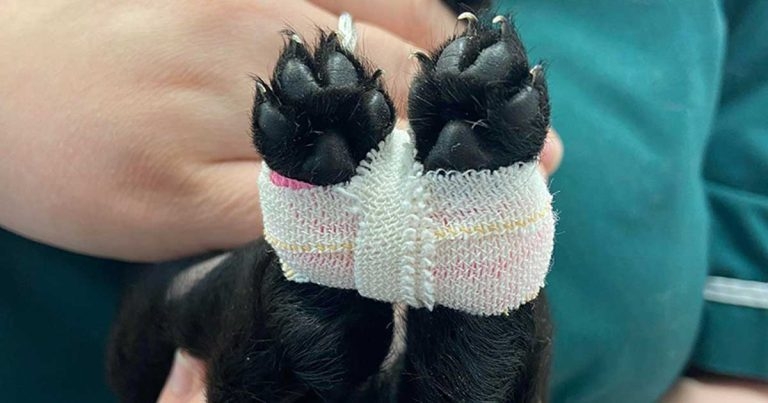 ‘Swimmers syndrome’ in a cross-breed dog