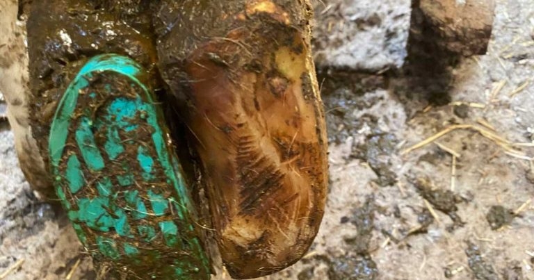 Best foot forwards – a review of cattle foot health in Great Britain