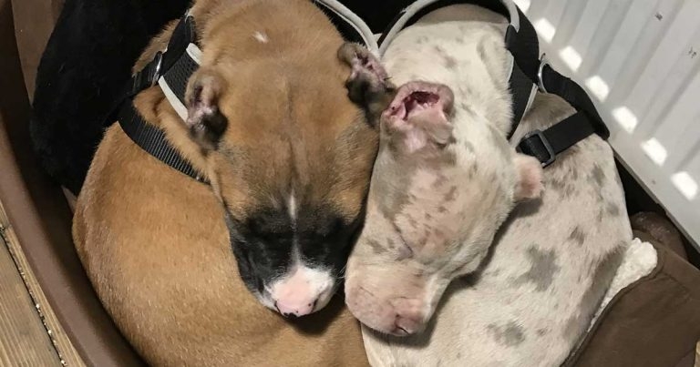 Three men jailed for ear cropping of puppies