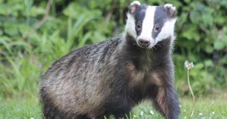 UK badger culling row set to go transatlantic
