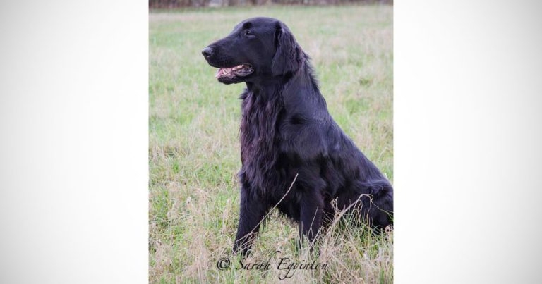 Government scientists confirm anatoxin poisoning in dog