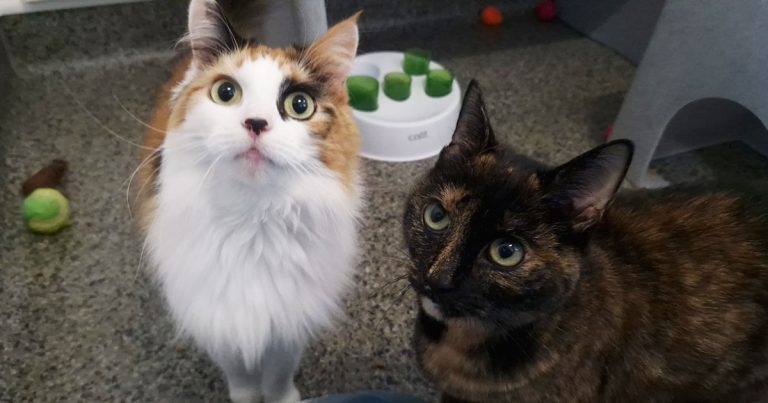 Cats Protection faces ‘worst situation in memory’ because of cost of living crisis