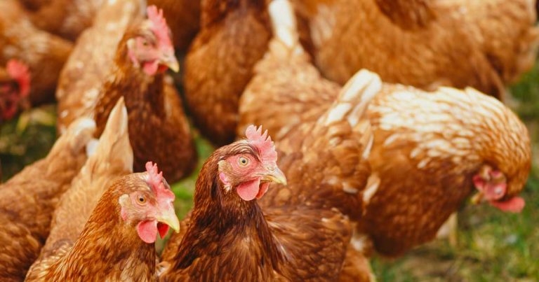 New bird flu restrictions introduced in Cornwall, Devon and Somerset