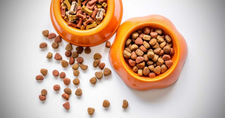 Therapeutic pet foods: benefits and nutritional innovations