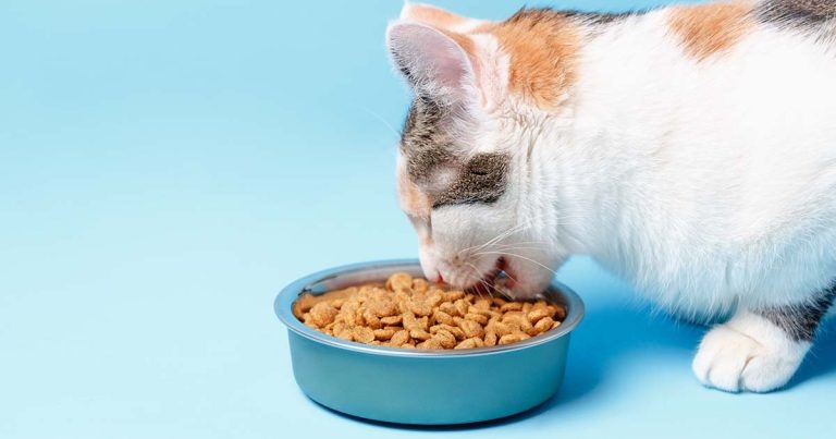 Obesity: long-term strategies for weight issues in cats and dogs