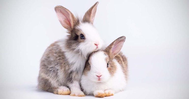 Muesli for rabbits – the vets’ (and the rabbits’) perspective