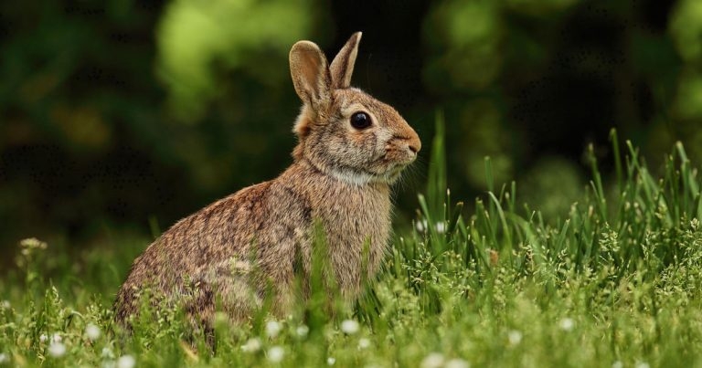 Rapid PCR test for hard-to-diagnose parasite