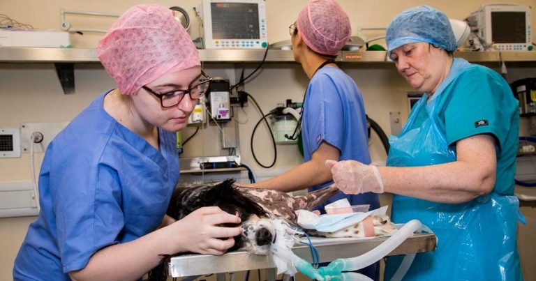 Anaesthetic study ‘can ease fear of unknown’ for dog owners, say scientists