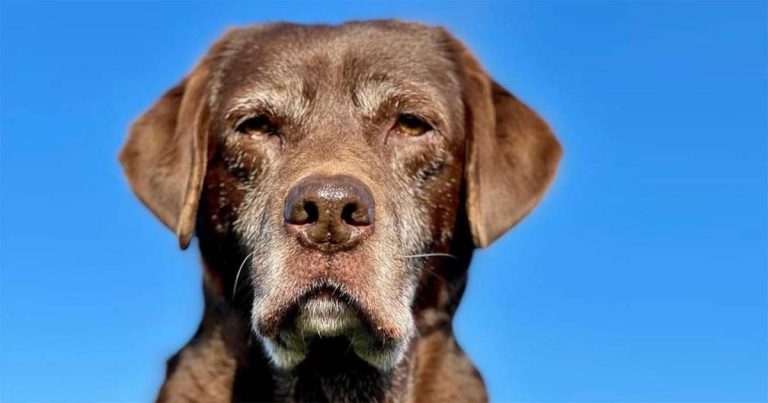 Old, but not out: caring for senior pets