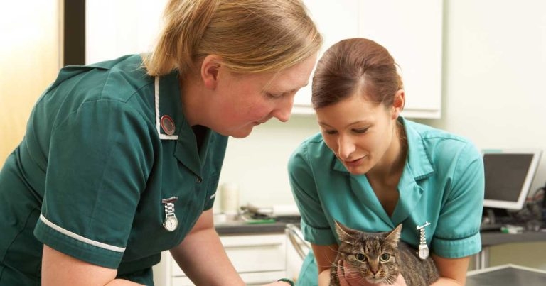 BVNA launches survey to support bid for veterinary nurse title protection