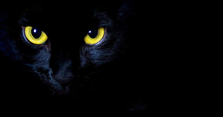 Cool for cats – how practices can ensure felids aren’t the underdog