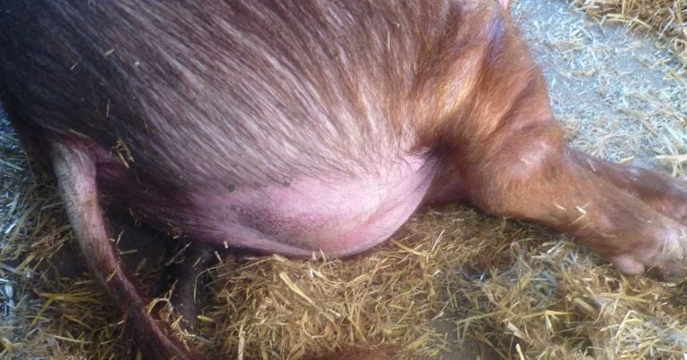 Tips for a junior assistant going out on a pig call