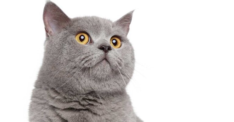 Skull reconstruction using titanium mesh in a cat