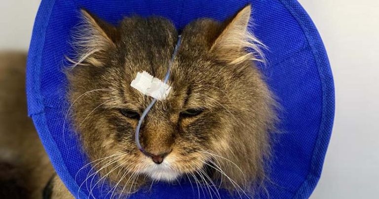 Addressing inappetence issues in hospitalised cats