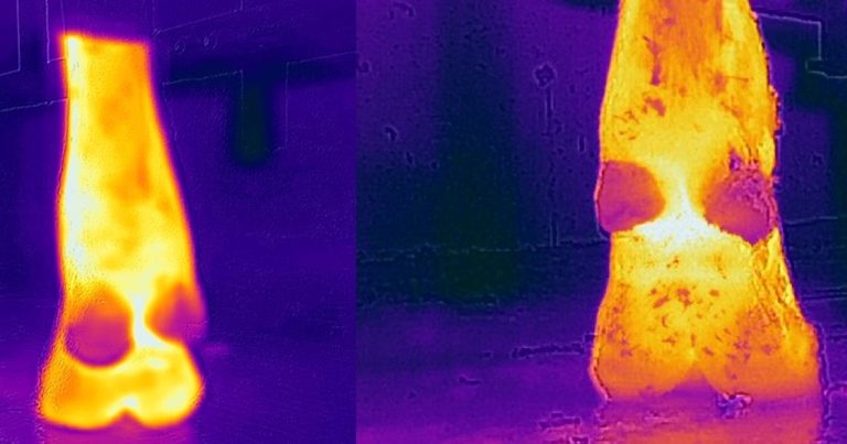 Study heralds thermal image device success in detecting dairy cattle lameness
