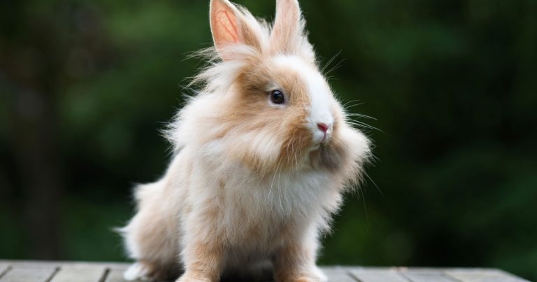 Not so happy bunnies: research reveals tear duct inflammation risk