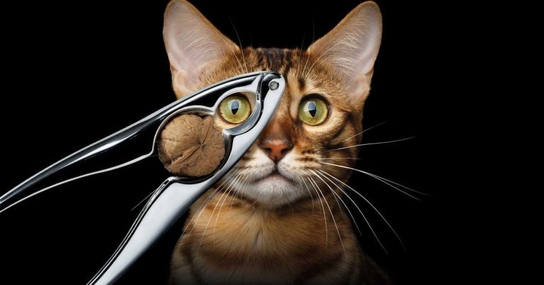 Suprelorin now available as surgical castration alternative for cats