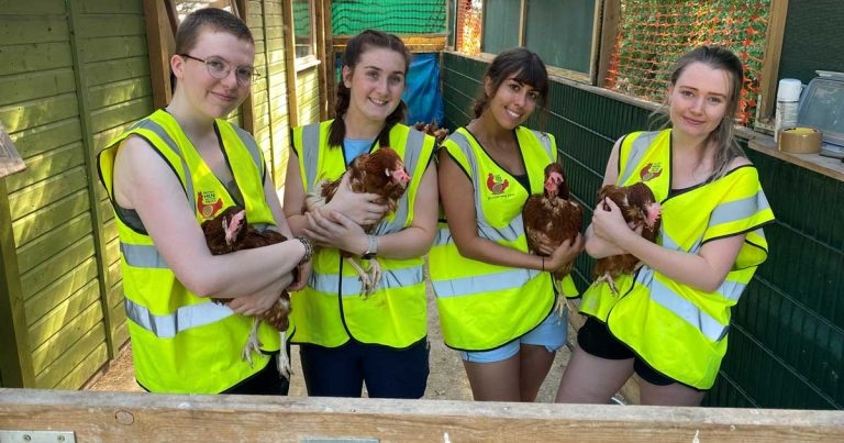 Vet students flock to hen rehoming charity