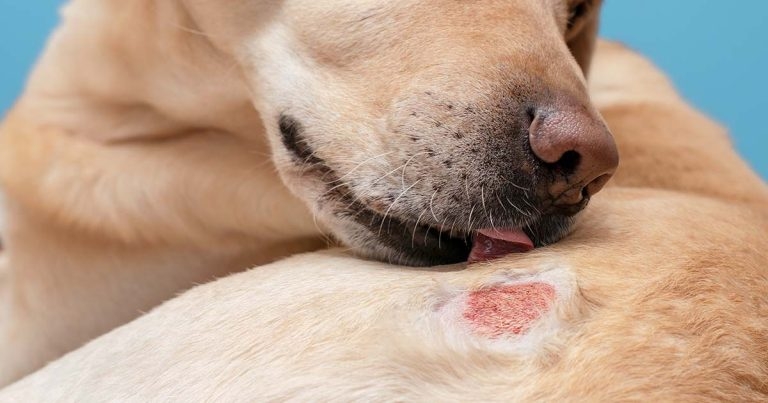 Atopic dermatitis: developing a proactive treatment approach