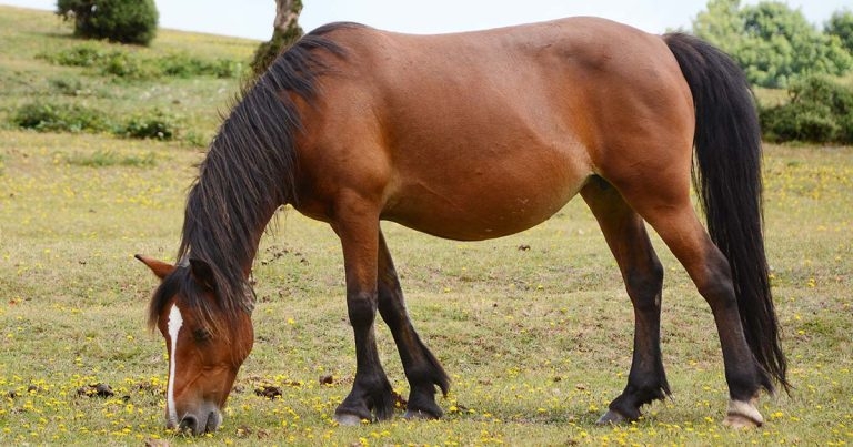 Unravelling complexities of hindgut health in horses