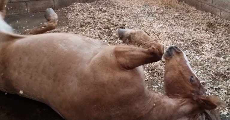 Colic Awareness Week 2022: how vets can help owners to REACT