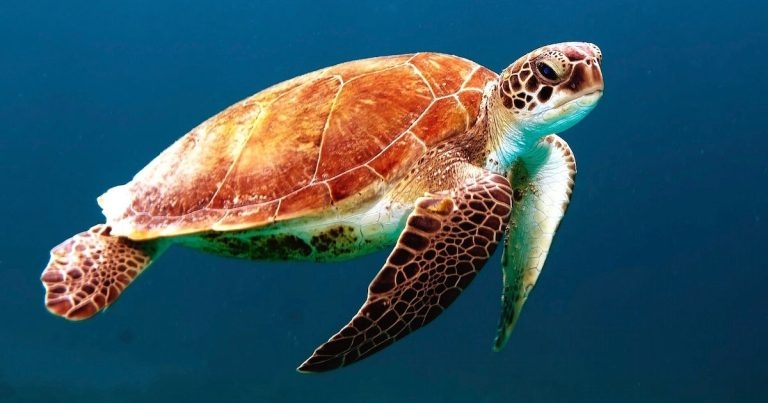 VetCT plans sea turtle support at LVS stand