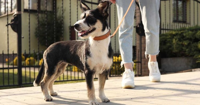 Address landlord concerns to retain pet ownership – SCAS