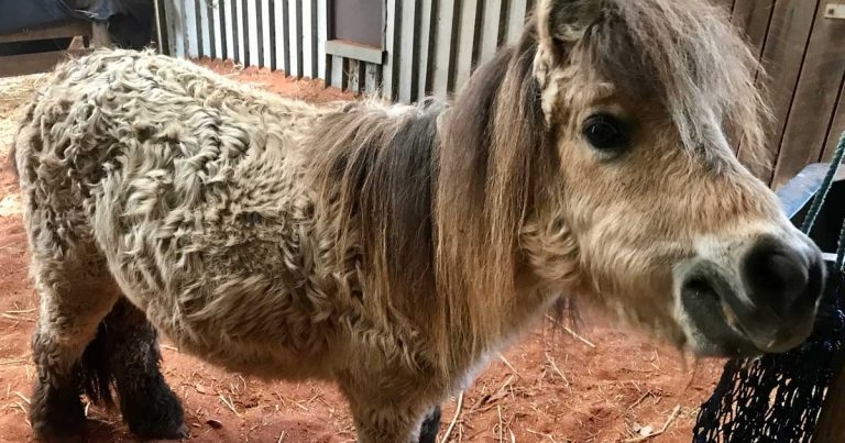 Update on medical management of equine endocrine disorders