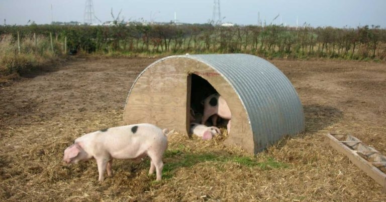 Pet pig reproduction problems