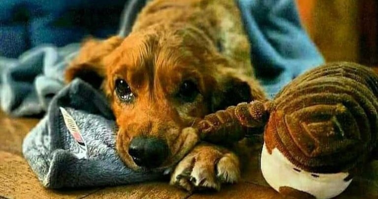 A novel non-surgical treatment of hyperthyroidism in dogs