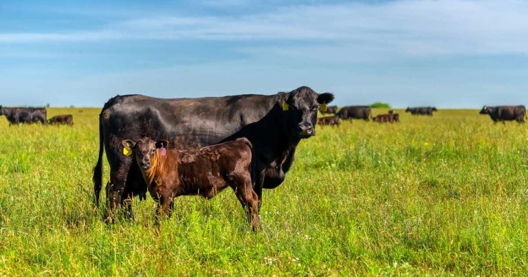 Role of trace elements in cattle reproduction and youngstock