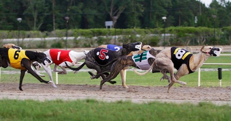 Levy reform key to greyhound welfare, board boss warns