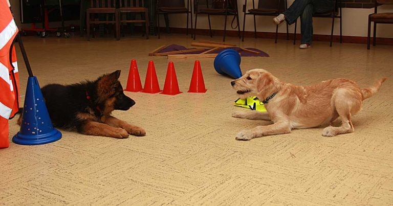 Pandemic puppies and interaction