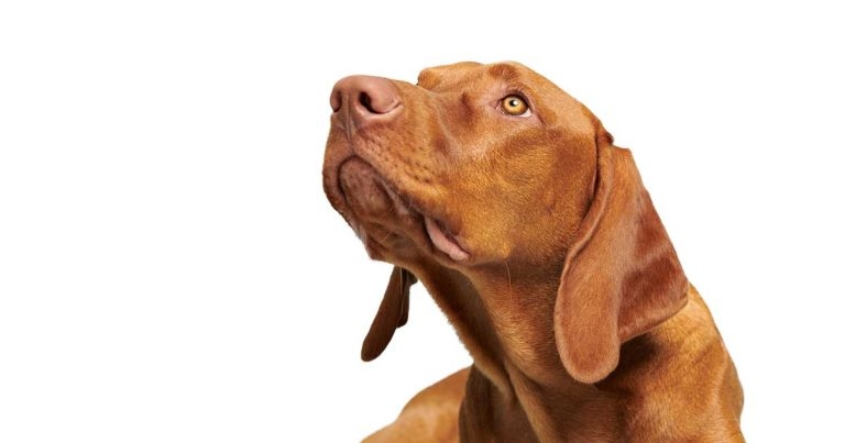 Follow-up treatment of fear and anxiety-based sound sensitivity