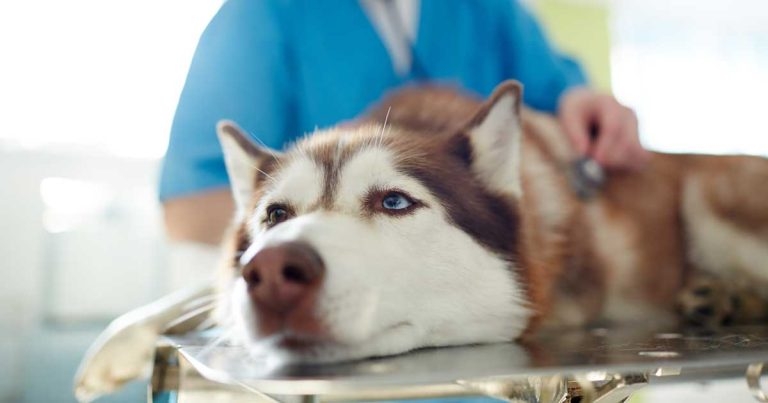 Point of care pancreas-specific lipase testing is focus for study