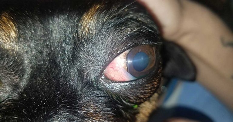 ‘Bulging’ eye – and the diseases that can cause it