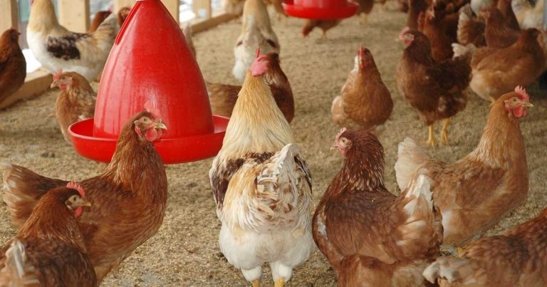 Birds to be kept indoors across England as avian flu risk rises to ‘very high’